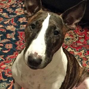 Meet your Posher, Paul